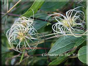 Clematis photograph