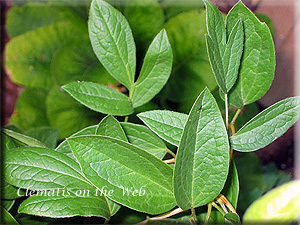 Clematis photograph