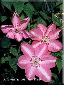 Clematis photograph