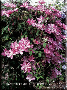 Clematis photograph