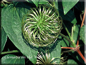 Clematis photograph