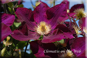 Clematis photograph