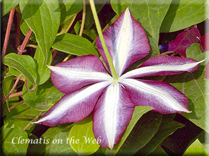 Clematis photograph