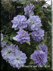 Clematis photograph