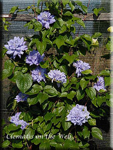 Clematis photograph