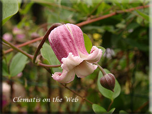 Clematis photograph