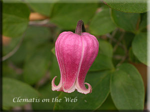 Clematis photograph