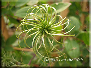 Clematis photograph