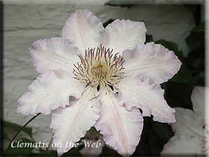 Clematis photograph