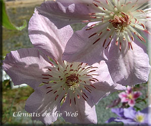 Clematis photograph