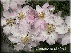 Clematis photograph