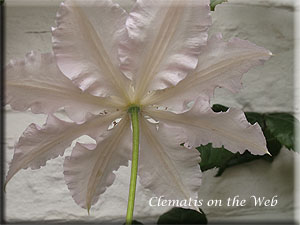 Clematis photograph