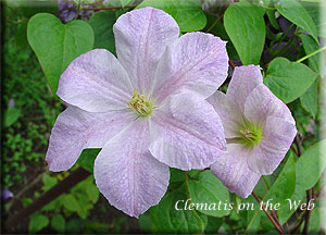 Clematis photograph