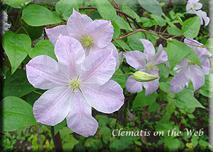 Clematis photograph