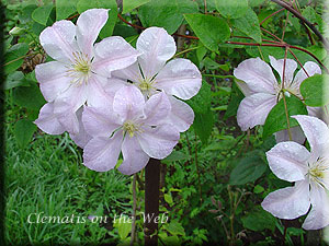 Clematis photograph