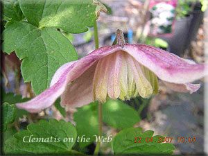 Clematis photograph