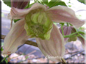 Clematis photograph