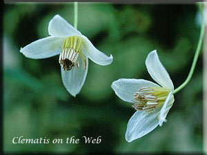 Clematis photograph