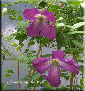 Clematis photograph