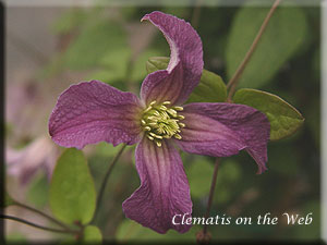 Clematis photograph