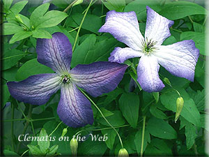 Clematis photograph