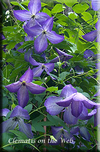 Clematis photograph