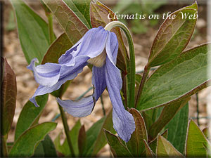 Clematis photograph