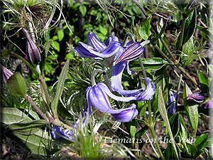 Clematis photograph