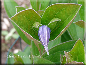 Clematis photograph