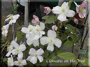 Clematis photograph