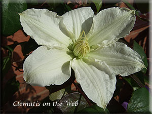 Clematis photograph