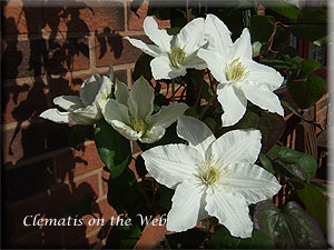 Clematis photograph