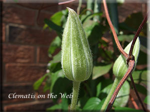 Clematis photograph