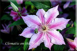 Clematis photograph