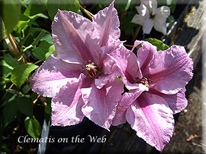 Clematis photograph