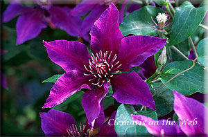 Clematis photograph