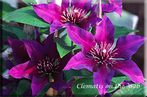 Clematis photograph