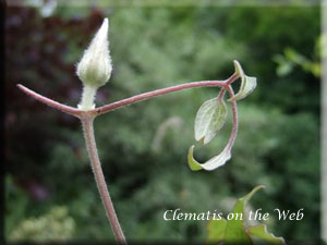 Clematis photograph