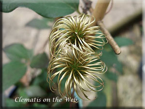 Clematis photograph