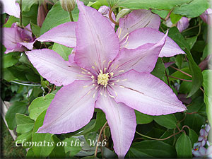 Clematis photograph