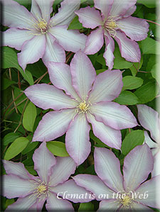 Clematis photograph