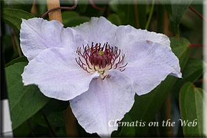 Clematis photograph