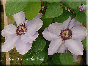 Clematis photograph