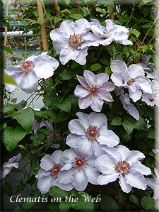 Clematis photograph