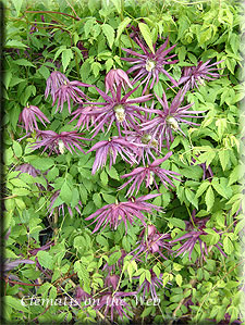 Clematis photograph