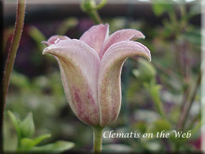 Clematis photograph