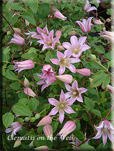 Clematis photograph