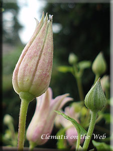 Clematis photograph