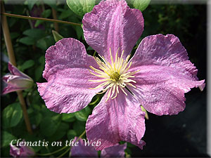 Clematis photograph