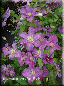 Clematis photograph